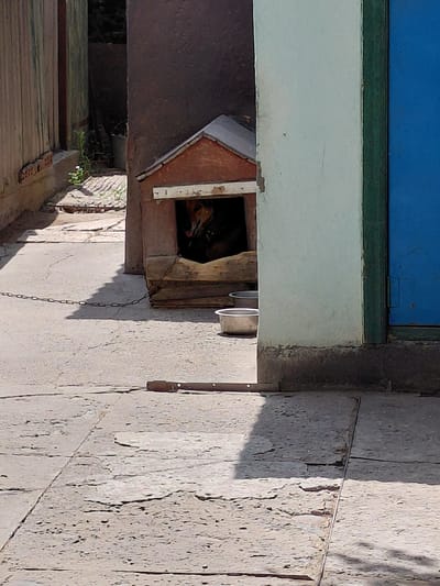 A medium shot captures an outdoor scene in Бұлақты, Kazakhstan, on a sunny day. The foreground shows a concrete pavement with visible cracks, and a metal chain lies on the ground casting a shadow. In the middle ground, a dog house with a reddish-brown roof is positioned near a wall. A dog, possibly a German Shepherd, is visible inside the dog house, with its head and part of its body showing. Two metal bowls are placed on the ground near the dog house. A tall, pale blue wall with a dark green trim borders the right side of the image, adjacent to a large blue door or panel. To the left, a wooden fence and a brown wall are visible. The overall scene depicts a residential outdoor area.