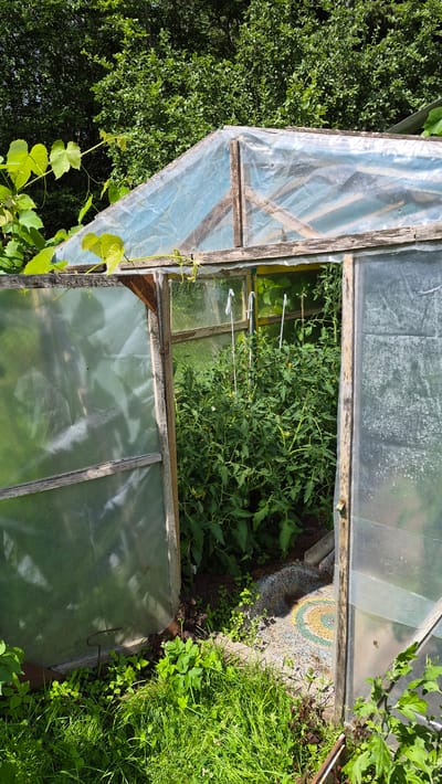 The image shows an old, makeshift greenhouse with a wooden frame covered in clear plastic sheeting. The greenhouse is situated in an outdoor setting, likely a garden, with lush green trees and foliage in the background. The entrance to the greenhouse is open, revealing a dense growth of tomato plants inside, supported by stakes. The ground inside the greenhouse appears to be a mix of soil and gravel, with a small, circular mosaic pattern visible on the floor near the entrance. The exterior of the greenhouse shows signs of wear and tear, with some of the plastic sheeting appearing weathered and discolored. The overall scene suggests a rural or suburban environment in Ļūbaste, Latvia, likely during a sunny day. There are no people or animals visible in the image.