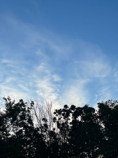 The image captures a view of a bright blue sky with wispy, thin clouds streaking across it. The sky occupies the majority of the frame on the left side, transitioning to a brighter, almost white hue on the right where it meets the sun's glare. Silhouetted against this sky, on the right side of the image, are the dark, dense foliage of trees and a few bare branches. The trees are in silhouette, obscuring any details of their leaves or bark, but their overall shape suggests they are lush and leafy, with some branches reaching out towards the sky. The contrast between the dark trees and the bright sky creates a dramatic effect. A few very small, dark specks are visible in the sky, possibly insects or dust particles. The overall impression is one of a clear, perhaps windy day, with the sun positioned behind the trees, suggesting late afternoon or early evening light. There is no visible text in the image.