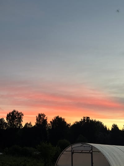 This image shows a rural landscape in Maksimovo, Russia, during sunset. The sky transitions from a pale blue at the top to vibrant hues of pink and orange near the horizon. A silhouette of a dense forest lines the middle ground, with the dark shapes of trees creating a stark contrast against the colorful sky. In the foreground, the white, arched roof of a greenhouse is partially visible on the right side of the frame, and low-lying vegetation is present in the lower left. No people are visible in the scene.