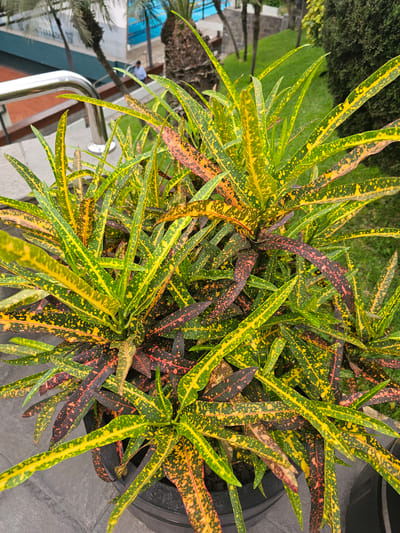 From an elevated perspective, the photograph captures a close-up view of a vibrant plant with multicolored leaves, primarily displaying shades of green, yellow, and red. The leaves are slender and elongated, densely clustered together. The plant appears to be cultivated in a dark-colored pot. In the background, the edge of a building is visible, alongside a glimpse of green grass and other vegetation. In the distance, a swimming pool is partially visible, with a person standing near it. The location is recognizable as Miraflores, Peru, based on the architectural style and the surrounding environment.