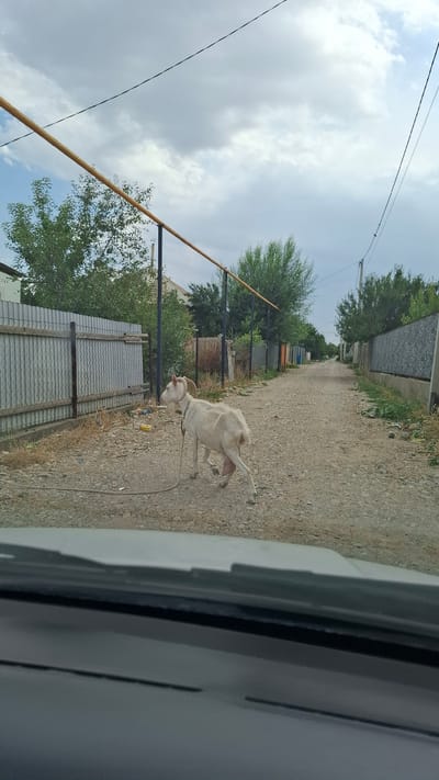 A white goat is standing on a dirt road in a rural area, likely in the city of Shubarssu, Kazakhstan. The goat is tethered by a rope that extends towards the foreground, suggesting it is being walked or is tied up. The road is flanked by fences and vegetation, with houses visible in the background. The sky is cloudy. The scene appears to be captured from inside a vehicle, with the dashboard visible in the lower portion of the image.