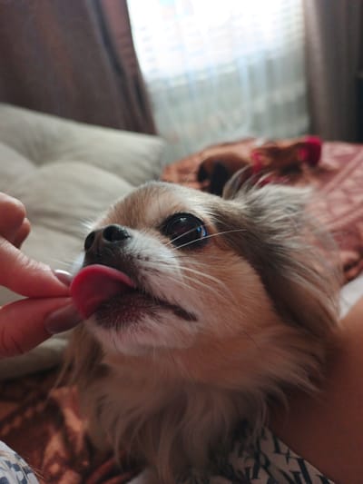 A close-up, eye-level, medium shot shows a tan and white long-haired chihuahua licking the fingertip of a person's left hand. The dog's tongue is extended, and its eyes are looking up at the hand. The background consists of blurred furniture, including a beige sofa and a patterned blanket or duvet. A window with sheer curtains is visible in the upper right corner. The scene appears to be indoors. The location in the city of Zlatoust, Russia, is not discernible from the image.