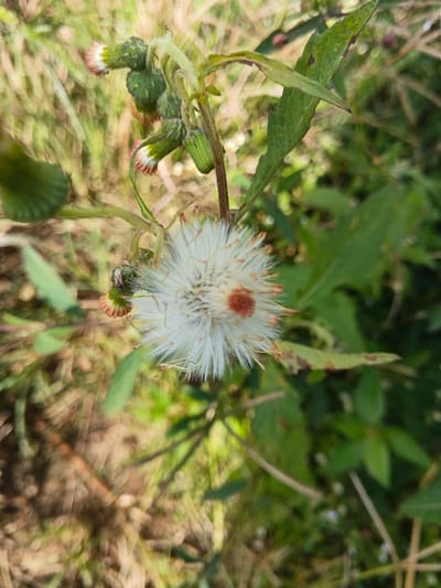 A single, prominent, spherical white seed head of a plant is centered in a close-up outdoor photograph taken in Wenshan City, China. The seed head consists of numerous fine white pappus bristles, measuring approximately 3-4 cm in diameter, with a distinct circular reddish-brown coloration at its center. Above and to the left of the main seed head, several unopened flower buds are visible, each with a green base and reddish-pink tips, attached to a slender, dark green stem. Portions of dark green foliage, some with visible veins and serrated edges, occupy the mid-ground and background. The immediate background features blurred elements of both green and dried brown vegetation, indicating a natural, uncultivated environment. No human or animal figures are present. The scene is lit by natural daylight.
