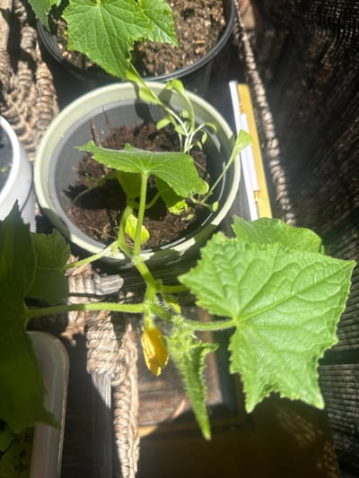 The image shows a close-up view of a cucumber plant seedling in a pot, with a yellow flower beginning to bloom. The plant has fuzzy green stems and leaves. The pot is light green and sits on a textured surface that appears to be rope or wicker. In the background, another potted plant is visible, along with sunlight streaming in, creating dappled shadows. The scene is lit by natural light, likely from a window or outdoor setting. The location is identified as Des Plaines, United States, though specific details within the city are not discernible from the image.