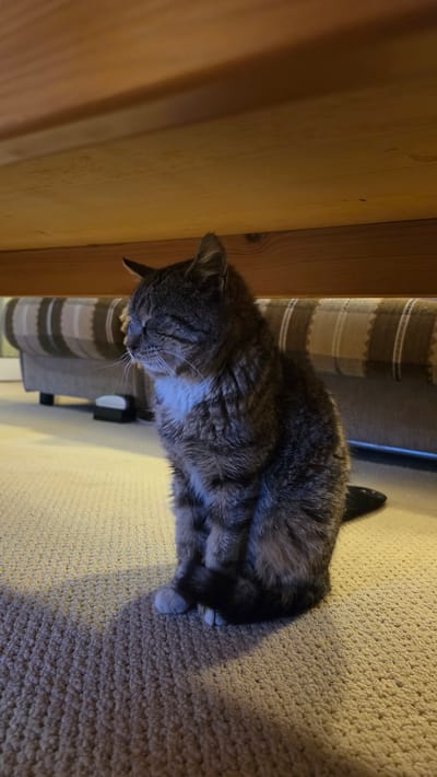 A tabby cat is curled up on a beige carpet. The cat is positioned beside a striped curtain, with a wooden wall nearby. The scene is indoors and does not definitively locate the image in Rogachevo, Bulgaria.