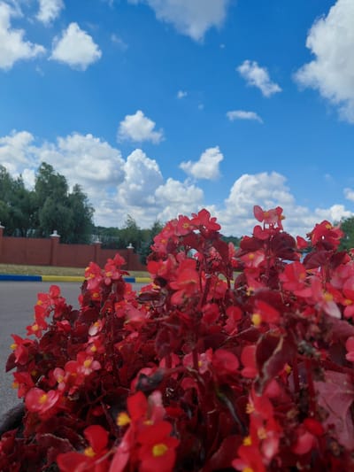 A close-up of bright red flowers in the foreground dominates the image. The flowers have small yellow centers and are clustered on dark stems. In the background, a red brick wall with white-topped pillars runs horizontally. Beyond the wall, a line of green trees is visible against a bright blue sky dotted with fluffy white clouds. The scene appears to be outdoors, possibly in a park or garden area within the city of Kovalivka, Ukraine. The image is taken from a low angle, looking up towards the sky and the flowers.