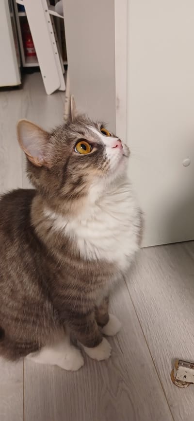 A domestic shorthair cat with tabby markings and white chest and paws sits on a light-colored wooden floor, looking upwards and to the right. The cat has yellow eyes, a pink nose, and prominent white whiskers. The background consists of a white door or cabinet on the right and shelves with a red object and white shelving units on the left. The scene appears to be indoors, likely in a residential setting within Novaya Adygeya, Russia.