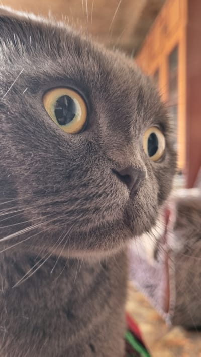 A close-up, eye-level shot focuses on the face of a grey cat, likely a Scottish Fold due to its folded ears, positioned outdoors. The cat's large, yellow eyes are wide open, fixated on something to its right. Its pupils are dilated, suggesting potential surprise or alertness. The fur is short and dense, with prominent white whiskers fanning out from its muzzle. The background is blurred, but hints of an outdoor environment are visible: a wooden structure, possibly a house or fence, with a warm, orange-brown hue, and some greenery. The lighting suggests it is daytime. There is no indication of human presence or specific landmarks of Vysokoe, Russia.