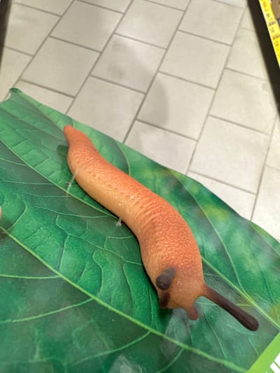 The image shows a toy slug resting on a large, green leaf. The slug is a vibrant orange color and has a dark brown, antenna-like appendage extending from its head. It also has two small, dark brown nubs on its head, which are likely representations of its eyes or tentacles. The leaf it is on is a detailed illustration, with prominent veins and a slightly textured appearance. The background is a tiled wall, suggesting an indoor setting. A sliver of a yellow and black object is visible at the top of the frame, possibly a measuring tape or some form of marker. The lighting appears to be artificial and consistent, casting soft shadows. The overall impression is of a still-life composition, possibly set up for a photograph or as part of a display. No people are visible in the frame, and the activity is limited to the static placement of the toy. The setting is likely domestic or retail given the tiled wall.