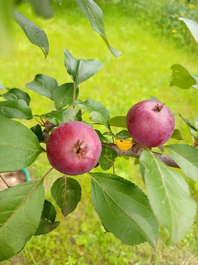 This is a close-up, eye-level shot of two small, red crabapples hanging from a branch on a tree. The crabapples are round and have a deep red, slightly purplish hue, with a small, brown calyx at the top of each. They are surrounded by lush green leaves, some of which appear slightly damaged with small holes or brown edges. A single, small yellow leaf is also visible nestled among the green foliage. The branch itself is brown and woody.
The background is a soft, blurred expanse of bright green grass, suggesting an outdoor setting, possibly a garden or park. The lighting appears to be natural daylight, creating a bright and vibrant atmosphere. The focus is sharp on the crabapples and surrounding leaves, while the background is out of focus, emphasizing the fruit. There are no people or animals visible. The image evokes a sense of nature and the ripening of fruit, suggesting a late summer or early autumn setting. No text is visible in the image. The location context of Sloviansk, Ukraine, places this scene within a specific geographical region.