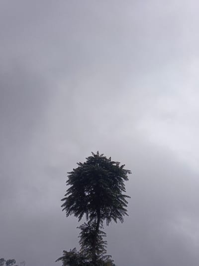 The image displays a prominent, tall tree centered against an overcast, grey sky in Pinnwe, Myanmar (Burma). The tree exhibits a dense, dark green canopy formed by numerous compound, fern-like leaves. A smaller, distinct set of foliage is visible lower on the trunk, suggesting either a multi-trunk growth or a secondary tier. The sky occupies the upper two-thirds of the frame, uniformly grey with subtle variations, consistent with heavy cloud cover or fog. The extreme lower-left corner shows hints of additional tree canopy. No individuals, animals, or man-made structures are discernible within the frame. The scene is illuminated by diffuse, natural light.