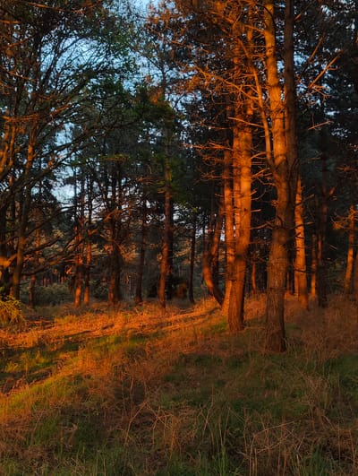 The image depicts a forest scene in East Suffolk, United Kingdom, bathed in the warm light of either sunrise or sunset. The trees are a mix of deciduous and coniferous, with the coniferous trees standing tall and straight in the center, their trunks illuminated by the light. The undergrowth consists of grasses and ferns, also colored in shades of orange and green by the light. The ground slopes gently downwards from left to right. The sky is visible through the branches of the trees, a pale blue color. There are no people or animals visible in the image.