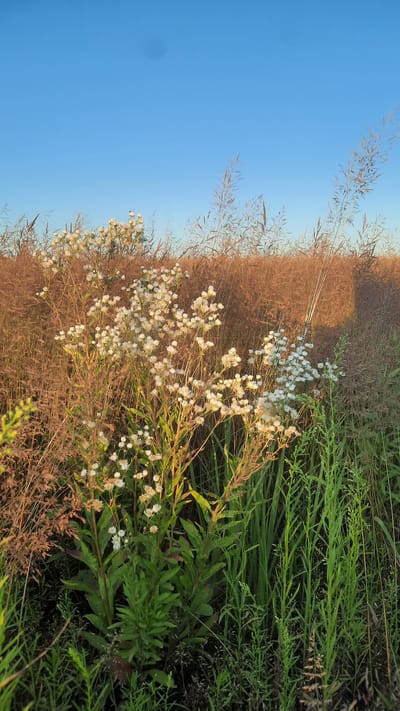 A close-up, eye-level outdoor shot captures a patch of white wildflowers in bloom, set against a backdrop of dry grass and a clear blue sky. The wildflowers, clustered on thin green stems, are the main subjects, their delicate petals catching the warm light. Behind them, tall, dried grasses create a textured, earthy-toned wall, suggesting a field or meadow. The sky above is a solid, pale blue, devoid of clouds. The scene is likely in a rural area, possibly near the city of Slavenki, within the Slavenski Sel'ski Sovet, Belarus. No people or animals are visible. The lighting indicates it is either early morning or late afternoon, casting a soft glow on the flora.
