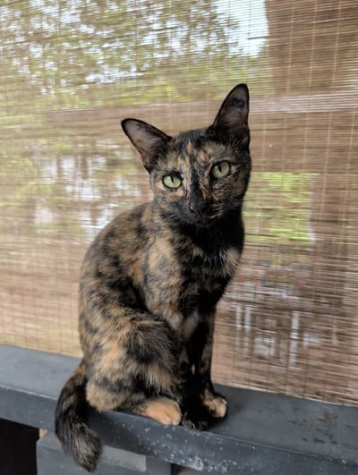 A tortoiseshell cat with green eyes is perched on a grey, possibly metal, surface. The cat is looking up and to the left. The background consists of a bamboo-style blind, partially obscuring an out-of-focus view of greenery. The exact location within Ko Pha-ngan, Thailand cannot be determined from the provided image.