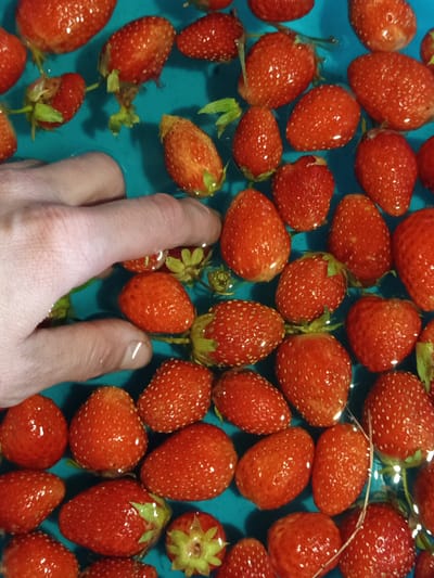 The image shows a top-down view of many ripe strawberries floating in a bright blue pool or basin. Some of the strawberries are partially submerged in the water, while others are more visible above the surface. A person's hand and fingers are visible in the lower right portion of the image, appearing to touch or reach for the strawberries. The hand is fair-skinned, with visible fingernails.
The scene is well-lit, suggesting it might be daytime. The focus is on the strawberries, which are plump and red with visible seeds. The blue basin provides a vibrant contrast to the red fruit. No text is visible in the image. The context provided places the scene in Ostrovtsy, Russia, suggesting an outdoor or possibly indoor setting where strawberries are being prepared or presented. The activity appears to be a simple arrangement of fruit in water, possibly for washing or display. The overall impression is one of freshness and abundance.