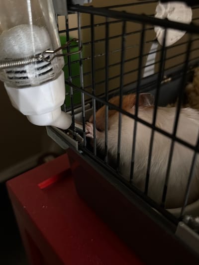 An indoor, medium-shot, eye-level, close-up, vertical photograph captures a hamster cage with a water dispenser. The hamster, with light brown and white fur, is partially visible, lying down and appearing to drink from the dispenser. The cage bars create a grid-like overlay on the image. To the left of the cage, a clear plastic water bottle with a white dispenser nozzle is attached. Below the cage, a red surface is visible, possibly a table or furniture. The background is dark and out of focus, with a hint of a brown fuzzy object and a white crumpled material, possibly bedding or tissue, also inside the cage. The lighting is dim. There are no people or indications of the city of Shcherbinka, Russia.