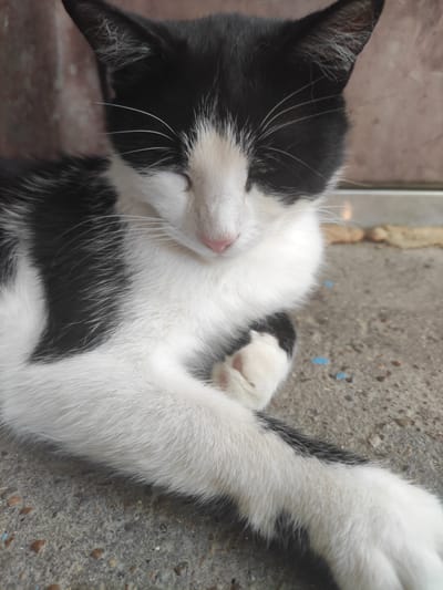 The image shows a black and white cat sleeping on a textured concrete surface. The cat is lying on its back with its eyes closed, appearing relaxed and peaceful. Its fur is predominantly white with large black patches on its body and head. The cat's paws are visible, with one paw resting on its chest. The concrete surface has a rough texture and is speckled with small stones and some faint blue markings. The background is out of focus but suggests an outdoor setting, possibly a courtyard or alleyway. The lighting is soft, indicating it might be daytime, but not necessarily direct sunlight. The overall mood is serene, capturing a moment of quiet rest for the animal in an urban environment. The location is Blizhnii Khutor, Moldova.