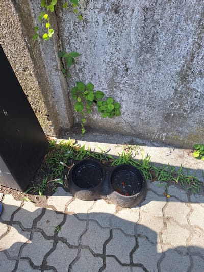 A pair of black plastic pet bowls, one containing a small amount of dark liquid with two small orange fish, are positioned on the ground next to a concrete wall in Kobuleti, Georgia. Lush green plants grow from the base of the wall, with some vines trailing down. The ground consists of grey interlocking pavers, and a dark object, possibly a trash can or planter, is visible to the left. The scene is illuminated by sunlight, casting distinct shadows across the pavers. The wall is textured and shows signs of age.