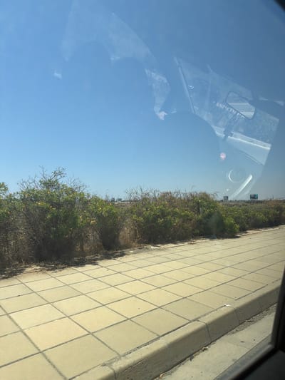 The image captures a view from inside a vehicle looking out at a sunlit landscape. The foreground features a light-colored tiled sidewalk with a concrete curb, bordered by dry, scrubby vegetation with some small orange flowers. In the background, more of the same vegetation is visible, along with signs. The sky is a clear, bright blue. Reflections on the vehicle's windshield obscure parts of the scene, showing the interior of the car and the heads of occupants. The scene appears to be located in a coastal or arid region, consistent with parts of Larnaca, Cyprus, possibly near a main road or promenade with adjacent undeveloped land.