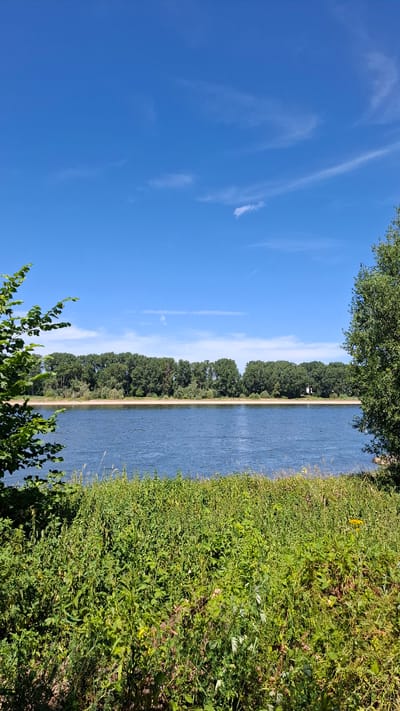 The image captures a wide, calm river flowing in the city of Cologne, Germany, on a clear, sunny day. The foreground is dominated by lush green vegetation and tall grasses, suggesting a park or riverbank area. On the opposite bank of the river, a dense line of mature green trees forms a natural barrier, with glimpses of a sandy shore or beach beneath them. The sky above is a vibrant, cloudless blue, with a few wispy white clouds and a faint contrail from an aircraft. The scene conveys a serene and natural environment within the urban setting of Cologne.