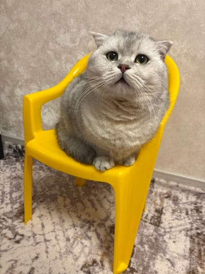 A fluffy British Shorthair cat with light grey fur and green eyes sits on a bright yellow plastic chair. The cat is positioned in the center of the frame, facing slightly upwards and to the right. Its paws are tucked neatly beneath its body. The background consists of a textured wall and a patterned carpet. The scene appears to be an indoor domestic setting, possibly in an apartment or house in Засечное, Russia, given the context. There are no people visible in the image, and the cat is the sole subject.