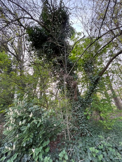 The image shows a view looking upwards into trees, likely in a wooded area. The branches are a mix of bare and leaf-covered, some heavily covered with ivy. There is a bright light source, possibly the sun, visible through the foliage. Based on the query, the image is geographically located in Kruibeke, Belgium, although there is no other information visible within the photograph to confirm this.