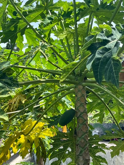 The image depicts a close-up of a papaya tree trunk and its large, green, palmately lobed leaves against a backdrop of blue sky and distant foliage. The trunk exhibits a distinctive segmented texture with circular scars. A single, small, green papaya fruit is visible hanging from a branch on the left side of the trunk. The lower left portion of the image shows some yellowing leaves, suggesting potential aging or stress. The environment appears to be outdoors, possibly a garden or yard. The location is identified as Baan Thurian, Thailand. No people or animals are present in the frame.