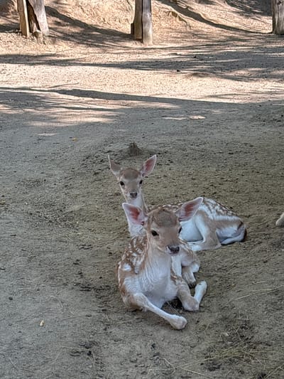 Two young deer, or fawns, are lying on a sandy ground, partially shaded by trees. The fawn in the foreground is facing the camera, with its head slightly turned to the left. It has light brown fur with white spots and delicate pink ears. The second fawn is lying behind the first, also facing towards the camera, but its head is turned to the right. Both fawns appear to be resting. The ground is composed of fine sand and small pebbles, with some dry grass scattered around. In the background, there are out-of-focus tree trunks and dappled sunlight creating shadows on the ground. The scene appears to be in an outdoor enclosure or natural habitat. No human presence or structures are visible within the frame. The location is identified as Dabnitsa, Bulgaria.