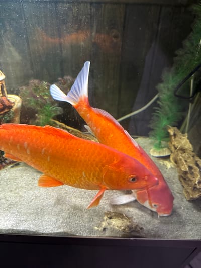 This media file shows an aquarium scene with two vibrant orange goldfish. The fish are the primary subjects, with one prominently in the foreground, its scales clearly visible. The other goldfish is slightly behind and to the left, its tail fin fanned out. They are swimming in clear water with a sandy substrate at the bottom. Behind the fish, a dark wooden panel forms part of the aquarium's background, contrasted with some green aquatic plants and a textured, rocky decoration. The lighting appears to be artificial, typical of an indoor aquarium setup, and there is no indication of the time of day or weather. The location is identified as Malmyzh, Russia. No text is visible in the image.