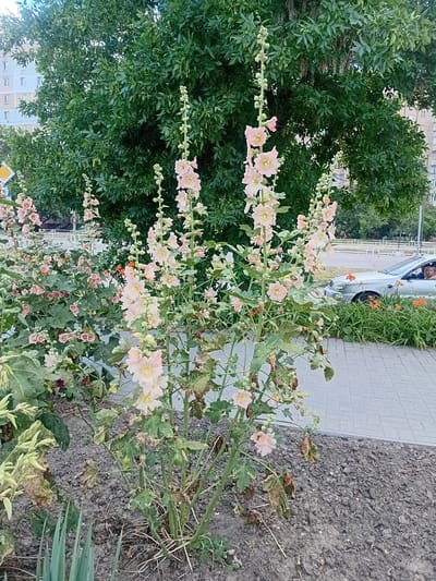 In Kherson, Ukraine, this image captures a street-level view of a flowerbed featuring tall hollyhocks with pale pink blooms. The flowers are positioned in the foreground, with some showing signs of wilting or drying. Behind the flowers, a large, dense green tree dominates the mid-ground, its branches providing shade. In the background, apartment buildings with light-colored facades are visible. To the right, a silver car is parked on the street, and a person is seated in the driver's seat. The car is adjacent to a patch of orange flowers. A grey brick sidewalk runs along the edge of the flowerbed. The overall scene depicts an urban environment with elements of nature.