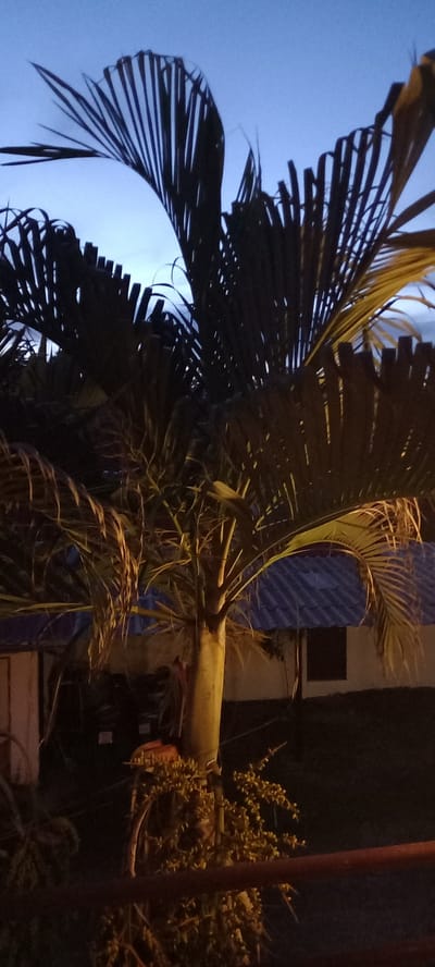 The photograph was taken outdoors at night, likely in Baan Chaloklum, Thailand, judging by the vegetation and the presence of an ambiguous building. It shows a palm tree with large, dark, feathery fronds reaching toward a partially visible blue sky. The trunk of the palm is illuminated, and to the right, there are bunches of small, yellow-green fruit or flowers extending from the trunk. A reddish-brown vertical post is visible near the right edge of the frame. The environment appears to be urban, with a building or structure in the background, though details are obscured by darkness. There are no visible people or animals in the scene.