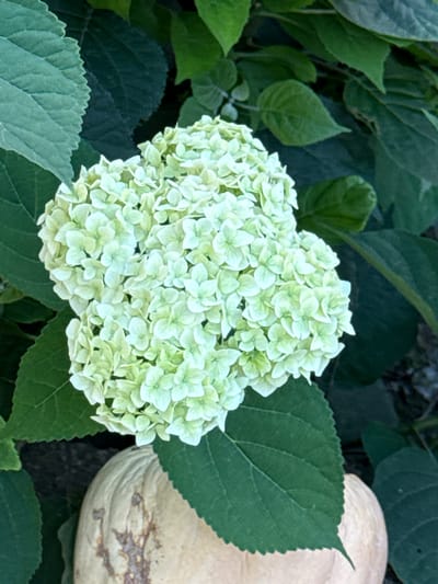 A close-up, overhead shot shows a cluster of pale green hydrangea flowers in the foreground, with several large, dark green hydrangea leaves framing the bloom. Partially visible at the bottom of the frame is the top of a light brown, textured object, possibly a squash or gourd, with some darker, irregular markings. The background consists of more blurred dark green foliage, suggesting an outdoor garden setting. The image was captured in Slavyani, Bulgaria.