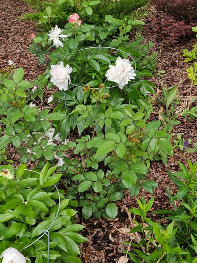 A high-angle, medium shot captures a garden bed filled with lush green foliage and several blooming flowers. Dominant in the center are two large white peonies, one in full bloom and the other slightly faded, both supported by wire hoops. To the left and slightly behind, a rose bush with several buds and one open pink flower is visible. More green leaves from other plants fill the lower portion of the frame, with some dry, light-colored debris scattered on the ground. The ground is covered in dark brown mulch. In the upper right, a bush with dark red leaves provides a contrasting color. The scene appears to be a well-maintained garden in an outdoor setting, likely within the city of Berezka SNT (Krasnogorsky District), Russia.