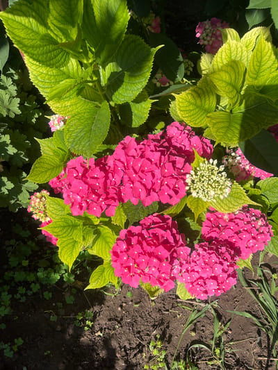 In Cheshnegirovo, Bulgaria, a close-up, overhead shot captures vibrant pink hydrangeas blooming amidst lush green foliage and dark soil. The flowers are densely packed clusters of small, star-shaped petals, a rich magenta hue, some with lighter pink edges. The leaves are large and serrated, varying in color from a bright, almost neon green, to a yellowish-green where sunlight catches them. A few smaller, budding clusters of white and light pink flowers are also visible, adding textural contrast. The ground is covered in dark, rich soil, interspersed with patches of small, clover-like green plants and a few blades of grass. Sunlight casts dappled shadows across the scene, highlighting the textures of the leaves and the deep color of the flowers. The overall impression is one of natural beauty and vibrant growth.