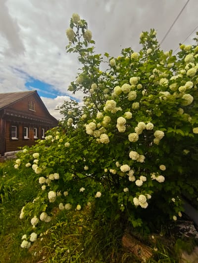 A medium-angle shot shows a vibrant, flowering bush dominating the foreground, with a traditional wooden house partially visible behind it and to the left. The bush is densely covered in clusters of white, snowball-like flowers, contrasting with its green leaves. The house is made of dark wood, featuring detailed decorative trim around the windows and eaves. The sky above is cloudy, with patches of blue peeking through. Green grass and foliage fill the ground around the bush. The location is Боровково, Russia, indicated by the traditional wooden house style typical of the region. The scene is peaceful, highlighting the natural beauty of the blooming bush against the backdrop of the rural architecture.