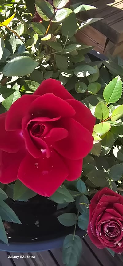 The image shows a close-up view of a red rose in full bloom, with several green leaves surrounding it. A second, partially visible red rose is in the lower right corner. The rose has water droplets on its petals, suggesting recent watering or rain. The background consists of more green foliage and a wooden structure, possibly a fence or decking. A black pot or planter is visible at the bottom of the frame. The text "Galaxy S24 Ultra" is in the bottom left corner. The scene is outdoors, bathed in sunlight which creates highlights and shadows on the petals and leaves. There are no people or animals present. The image appears to have been taken in a garden or park setting.