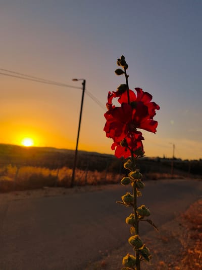 This media file presents a striking sunset scene within the Lachish Regional Council, Israel, centered on a tall, slender plant silhouetted against the vibrant sky. The plant, positioned prominently on the right side of the frame, features several deep red flowers and numerous olive-green flower buds along its stem. The red petals glow with an intense, almost translucent quality as the last light of day passes through them, creating a rich contrast against the deepening twilight.
In the background, a brilliant, white-yellow sun is setting directly on the horizon line on the left. The sky transitions dramatically, ranging from a vivid orange and yellow around the sun, gradually fading into warm peach hues, and ultimately into a clear, deep blue at the top of the image.
The setting depicts a rural or semi-rural roadside. A dark, unpaved or dirt road stretches into the distance on the left, flanked by dry, golden-brown vegetation and a visible wire fence. Distant hills or mountains are softly silhouetted against the horizon. Utility poles with power lines are visible as dark vertical structures against the bright sky, with one prominent pole in the mid-ground. No people or visible text are present in the image. The scene captures a tranquil moment, highlighting the beauty and warmth of a clear evening at dusk.