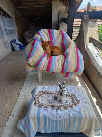 A small, light brown, short-haired dog is peacefully sleeping, curled up on a vibrant, multi-colored striped blanket or duvet (featuring pink, blue, yellow, and white stripes). The blanket forms a cozy nest, resting on a concrete ledge or platform. To the dog's right, a decorative ceramic or plaster statue, possibly depicting a cat or a dog with white and black markings and prominent brown eyes, lies on its back. This statue is placed on a blue and white striped blanket, which is further adorned with an intricate white crocheted doily, topped by a smaller, brown crocheted decorative piece.
The scene appears to be an outdoor or semi-outdoor space, possibly a shaded porch or balcony, common in residential settings like Bregovo, Bulgaria. The background features rustic architecture with visible wooden beams, rough concrete structures, and terracotta roof tiles, suggesting a traditional building style. Lush green foliage is visible against a clear, blue sky in the upper left background. Bright daylight casts strong shadows, indicating it is a sunny day, likely late morning or afternoon. Below the platform on the left, a darker area reveals more wooden structures and what appears to be a brick floor or wall, along with a clear patterned plastic sheet and a blue and white bag on the ground. A light green and white patterned fabric hangs below the platform on the right. The overall atmosphere is tranquil and relaxed. There is no visible text.