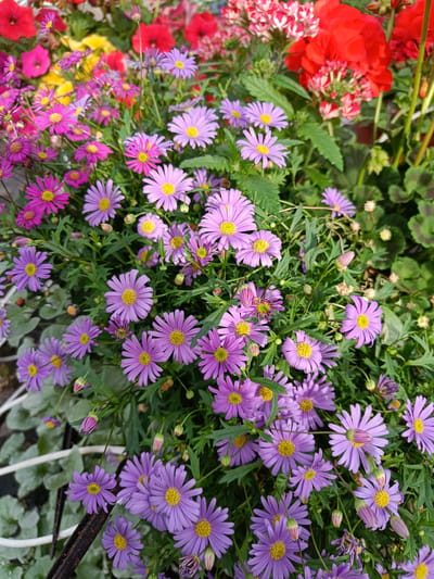 The image is a close-up, high-angle shot of a dense collection of purple and pink daisy-like flowers. The flowers have yellow centers and thin, elongated petals. Some red and pink flowers are visible in the blurred background, along with green foliage. The scene appears to be a garden or a floral display. There are no people or animals present. The location is identified as Tuusniemi, Finland.