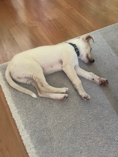 A light-colored puppy with a black collar is sleeping on a gray carpet next to a wooden floor. The puppy is lying on its side with its legs tucked underneath its body. Its head is resting on the carpet, and its eyes are closed. The puppy appears to be a young dog, possibly a puppy given its size and proportions. The carpet is a textured, short-pile material. The wooden floor has a natural wood grain pattern. The scene is indoors, likely in a residential setting. The puppy is the sole subject in the image.
