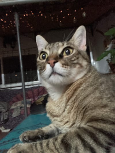 A close-up, slightly blurry photograph captures a tabby cat looking upwards and to the left. The cat has large, round yellow eyes and a pink nose. Its fur is a mix of brown, gray, and black stripes. The background is dark and out of focus, with small, blurry orange lights that appear to be string lights. A blurry green plant is visible on the right side of the image. The cat is resting on a turquoise surface. There is no information in the image that suggests a location in Sabadell, Spain.