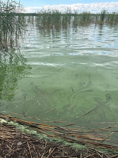 This media file depicts a close-up, rotated view of a body of water with reeds along the edge. The water is a murky green color, indicating possible algae bloom. Scattered across the surface are small dark specks, some of which appear to be insects. Reeds, both green and dried brown, line the right side of the frame, with some submerged in the water. The scene is likely outdoors, given the presence of natural elements and the reflection of the sky on the water. The lighting suggests it is daytime, possibly sunny with some clouds visible in the sky reflected on the water. There is no visible text in the image. The overall impression is a natural, somewhat overgrown waterside environment in Sestroretsk, Russia.