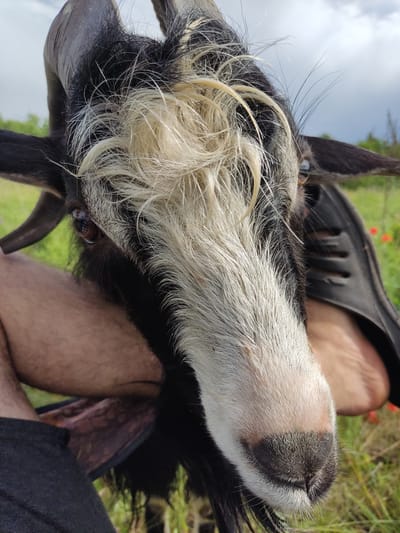 In Mar'yanivka, Ukraine, a close-up shot captures a black and white goat with long, shaggy blonde hair on its forehead. The goat's horns are visible, as is its eye, which is dark brown. A person's bare leg and foot, wearing a black sandal, are positioned behind and to the right of the goat's head, partially obscuring the background. The environment appears to be outdoors, with green grass and red flowers visible in the distance under a cloudy sky.