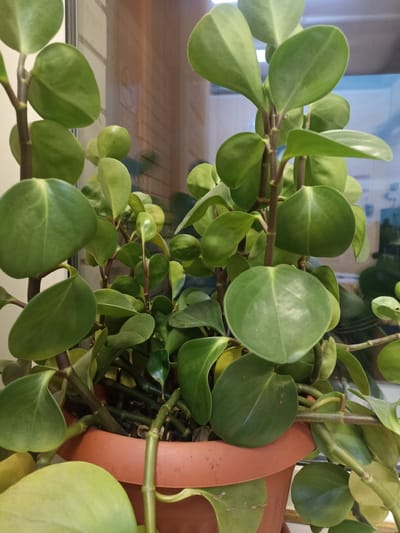The image shows a close-up view of a potted houseplant, likely a Peperomia variety, with thick, fleshy green leaves. The plant is in an orange terracotta pot, which is partially visible at the bottom of the frame. The plant's stems are a reddish-brown color and are branching out, with leaves attached alternately. The background appears to be a window with blinds or louvers, and some reflections are visible on the glass. The lighting suggests an indoor environment. There is no indication of the plant's location within the city of Shakhunya, Russia, as the image contains no discernible geographical markers.