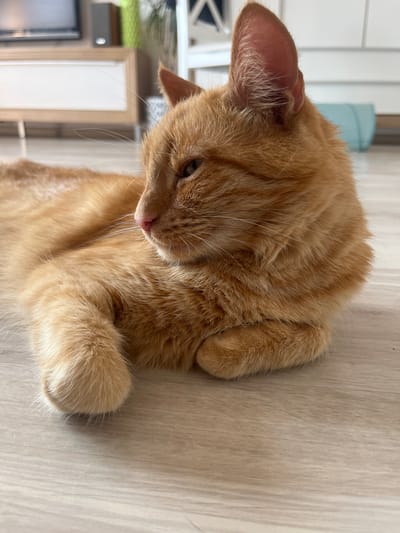 An orange tabby cat is lying on a light wood-grain floor, with its body angled away from the camera. The cat's head is turned to the left, and its eyes are partially closed. Its front paws are tucked underneath its chest. In the background, a white cabinet with wooden accents and a black television screen are visible. The environment suggests an indoor setting, likely a living room. There is no indication of the location being in Zabrze, Poland.