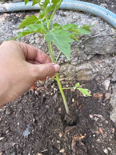 A person's hand is holding the stem of a young tomato plant that has been recently planted in dark soil. The plant has several green leaves and a thin, green stem. The soil appears to be rich and moist, with some small pebbles and dried leaves visible. In the background, a rough, grey rock wall is visible, and a blue garden hose lies coiled near the top of the image. The scene is likely an outdoor garden in the city of Belashtitsa, Bulgaria.