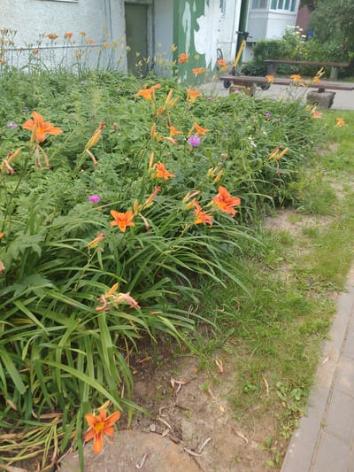 The image depicts a patch of orange daylilies in bloom, situated in front of a light-colored building with green trim, likely an apartment building or a public facility in Salihorsk, Belarus. The flowers are the primary focus, with some in full bloom and others as buds. In the background, a bicycle with a yellow frame and a scooter are parked near the building. Further back, a wooden bench rests on concrete blocks. The scene includes paved walkways and grassy areas, typical of urban landscaping. No people are visible in the image.