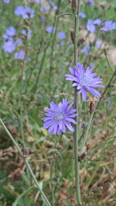 The image shows a close-up of two blue chicory flowers on a green stalk. The flowers are in focus, with their petals spread open. The background is blurred, showing a field of more chicory flowers and green foliage. The lighting is natural, suggesting an outdoor setting during the daytime. The scene is likely in a natural or park environment within the city of Smolevichi, Belarus, known for its green spaces and wild flora. There are no people or specific actions depicted in the image.