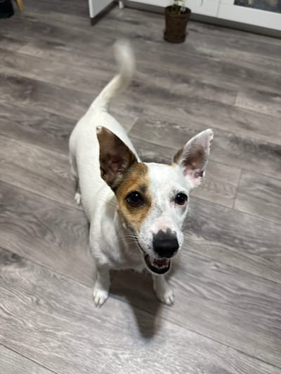 A jack russell terrier stands on a grey wood-look floor. The dog is facing forward and looking up. Its tail is raised and blurred, indicating movement. The dog has white fur with brown patches on its ears and face. Its mouth is open, revealing its teeth and tongue. In the background, there is a white cabinet and a small potted plant. The scene appears to be indoors, possibly a home. There is no information in the image that can be used to determine the location in the city of Lysva, Russia.